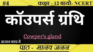 कॉउपर्स ग्रंथि ।। Cowpers Gland ।। Bulbourethral Gland।biology upboard class12 SudheerSirJi [upl. by Ambrose506]