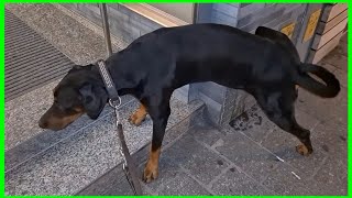 Dobermann Nachts in der Stadt [upl. by Verene285]