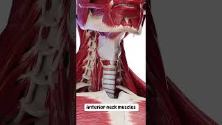 Anterior Neck Muscles animation anatomy shorts [upl. by Meeharbi]