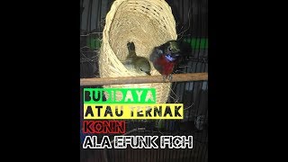 Cara Ternak Konin  KOLIBRI NINJA  Efunk fich [upl. by Modeste]