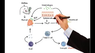 Pharmacology  DRUGS FOR ASTHMA AND COPD MADE EASY [upl. by Konikow]