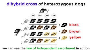 Beyond Mendelian Genetics Complex Patterns of Inheritance [upl. by Pierrepont]