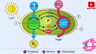 What is Light Reaction  Photosynthesis in higher plants [upl. by Bopp]