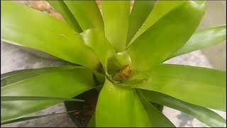 Growing beautiful bromeliads epiphytesthat produces stunning flowers [upl. by Nojel]