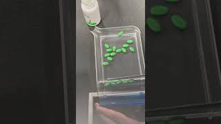 Cimetidine 400mg tablets asmr satisfying shorts [upl. by Ariaes]