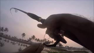 ചേറുമീന്റെ സ്ട്രൈക്ക് എന്ന് പറഞ്ഞ ദേ ഇതാണ്  Snakehead fishing Kerala Part4 [upl. by Anez811]