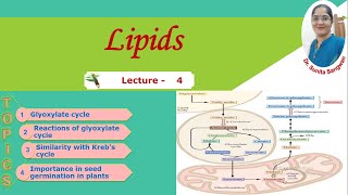 Glyoxylate cycle [upl. by Acinoev996]