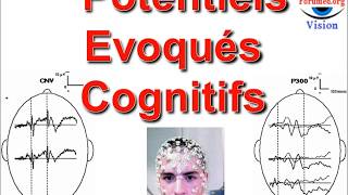 Potentiels évoqués cognitifs en Neuropsychiatrie Neuroscience Neuroanatomie fonctionnelle [upl. by Eduino696]