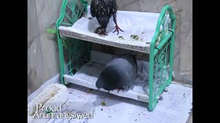 Pigeon interact with another pigeon after taking a bath [upl. by Peyton]