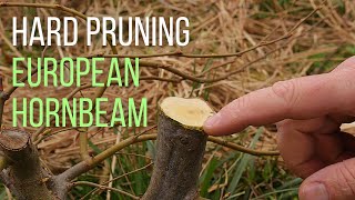 Hard pruning an European hornbeam Carpinus betulus pre bonsai [upl. by Lilaj]