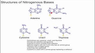 Structure of Nitrogenous Bases [upl. by Heiskell]