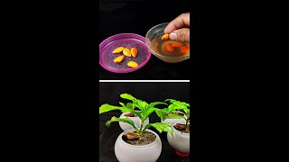 How to grow Almond tree at Home  The EASIEST Way to Grow Almonds Tree [upl. by Meridith97]