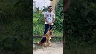 Long Hair Female Puppy 7 month for sale 7750933067 youtube germanshepperd youtubeshorts puppy [upl. by Aleahs]