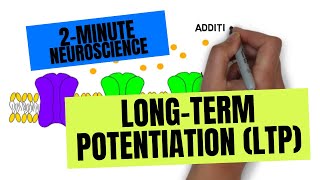 2Minute Neuroscience LongTerm Potentiation LTP [upl. by Beebe]