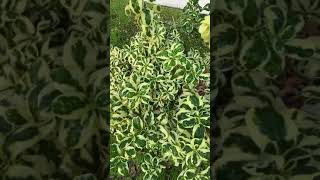 Coprosma ‘’Marble Queen’ Plant [upl. by Laurie]