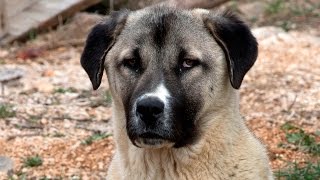 Anatolian Shepherd Dog [upl. by Notyarb]