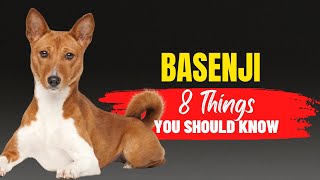 8 Things to Consider Before Adopting a Basenji [upl. by Groveman]