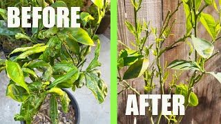 Save a CITRUS TREE from DYING from LEAF MINERS and other pests with this ORGANIC SOLUTION [upl. by Sana]