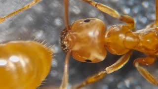 Lasius aphidicola workers under the microscope 40x zoom [upl. by Ydnir]