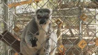 Kecko the RingTailed Lemur [upl. by Demmahum]