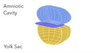 Embryo Folding Amniotic Cavity amp Yolk Sac  Animated Embryology [upl. by Teufert]