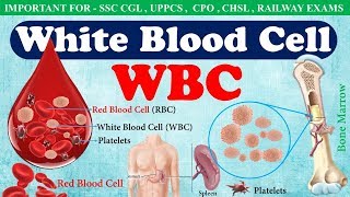 White Blood Cell WBC or Leucocytes  Function of wbc in hindi  WBC count [upl. by Enuahs]