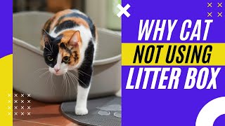 6 Reasons Why Cats Stop Using the Litter Box [upl. by Carrelli95]