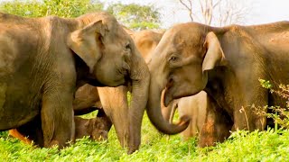 The Cutest Elephant Moments  Top 5  BBC Earth [upl. by Christiane]