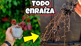 ENRAIZA hasta la PLANTA  Perezosa con este ENRAIZANTE Casero Cítricos Ramas Arboles Esquejes [upl. by Esdnil]