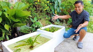 MY GUPPY FINALLY PRODUCE BABIES How to become successful in Breeding amp Raising Livebearer Fish [upl. by Thorstein]