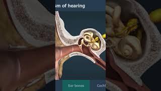 Ear and mechanism of hearing bio viral science biology humanbody [upl. by Arriec]