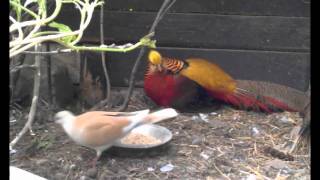 Golden pheasant male taking care of his newborn chicks [upl. by Enimisaj]