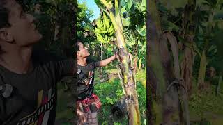 আজ দেখাব কলা গাছের গুরুত্বপর্ণ tips। How to take care banana tree banana bananatree agriculture [upl. by Gabriella246]