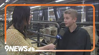 Meet the Grand Champion Steer of the 2024 National Western Stock Show [upl. by Kere458]