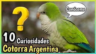 10 Datos del PERICO MONJE o Cotorra Argentina  De los mejores Loros habladores [upl. by Animar112]