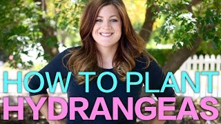 How to Plant A Hydrangea  Garden Answer [upl. by Clarie]