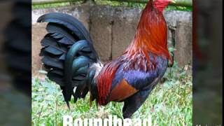 Top Strongest Gamefowl Breeds Part 2 [upl. by Gordan893]