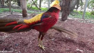 Golden Pheasant Courtship Display [upl. by Stock752]