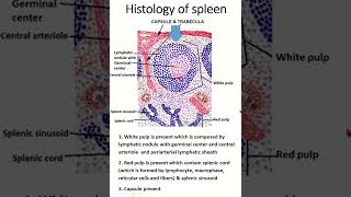 Histology of spleen histology anatomy lymphaticsystem DrKareemaTabassum [upl. by Suchta429]