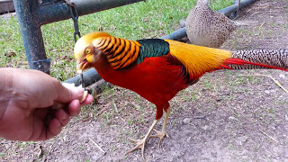 Red Golden pheasants Ceasar and his girls [upl. by Zabrina]