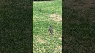 Vociferous Masked Lapwings  Louder Than Ever 📢😂 australianbirds [upl. by Tnarg390]