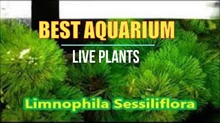 Best Live Plants for Tropical Aquariums  Limnophila Sessiliflora [upl. by Krute]