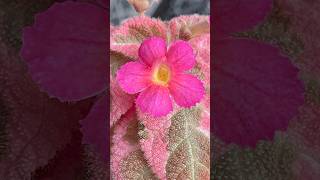 Episcia Pink Smoke [upl. by Neenwahs]