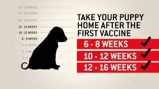 Understanding dog vaccinations  Purina [upl. by Aihsotan]