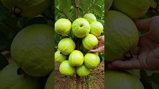 🌿Grow Guava Tree Faster with These Simple Tips guava fruittree [upl. by Goth]