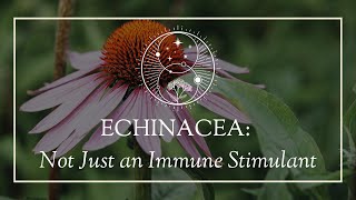 Echinacea Not Just an Immune Stimulant [upl. by Fatsug]