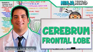 Neurology  Cerebrum Frontal Lobe Anatomy amp Function [upl. by Ycak]