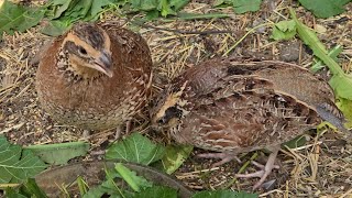 Bobwhite Quail 🌿🐤 [upl. by Okiram]