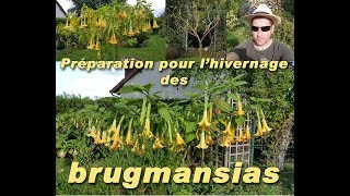 Méthode pour bien hiverner le Brugmansia [upl. by Leirua]