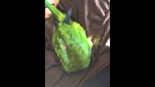 Playful Hahns Macaw Jenday Conure Hybrid [upl. by Wrigley]